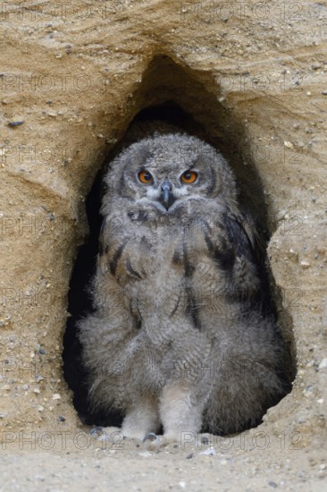 He watches over the entrance to his breeding den... European Eagle Owl (Bubo bubo), young bird in moult, funny picture, North Rhine-Westphalia, Germany, Western Europe