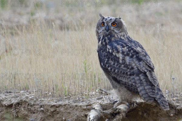 Teenager... European Eagle Owl (Bubo bubo), fledged young bird on its way to independence, note the long pointed claws, native birds, wildlife, nature, wildlife, Lower Rhine, North Rhine-Westphalia, Germany, Western Europe