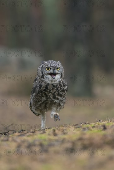 Hastily on foot... Virginia eagle owl (Bubo virginianus) runs with an energetic look on the ground almost directly towards the photographer, funny picture, funny animal pictures, bird pictures, humour, frontal shot, American eagle owl, bird world, animal world, nature, wildlife, America, USA
