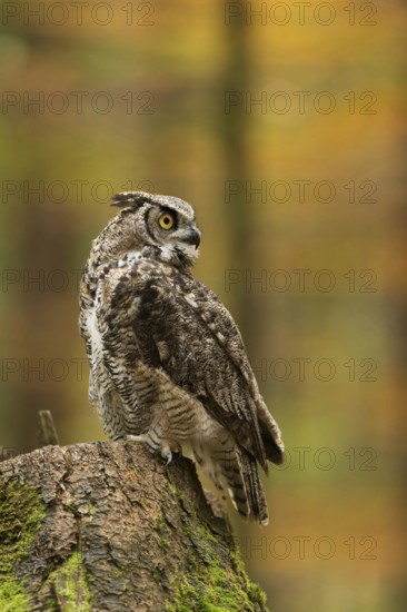 American owl... Virginia eagle owl (Bubo virginianus) sitting on a tree stump in autumn forest, looking around, turning its head 180°, large owl species with yellow eyes, American counterpart to our native eagle owl, bird world, animal world, nature, wildlife, America, USA