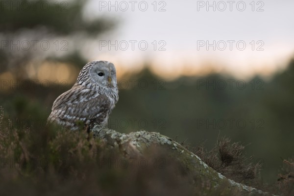Active at dusk... Ural owl (Strix uralensis), Central European, rare, highly endangered owl species, native birdlife, wildlife, nature, wildlife