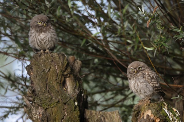 Siblings... Little owl (Athene noctua), young little owls, fledged young birds, owls sitting on an old willow tree, highly endangered owl species, native birdlife, wildlife, nature, wildlife, Lower Rhine, North Rhine-Westphalia, Germany, Western Europe