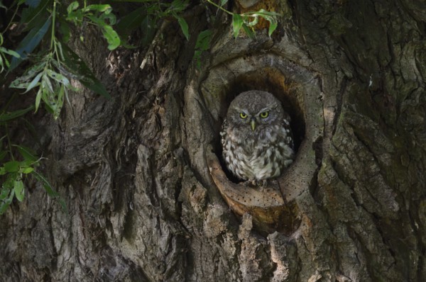 Young owl in its tree cavity... Little owl (Athene noctua), young owl, young owl at its natural breeding site, breeding den in an old willow tree, watching in a pollard tree on the Lower Rhine, native birdlife, wildlife, nature, wildlife, Rhineland, North Rhine-Westphalia, Germany, Western Europe