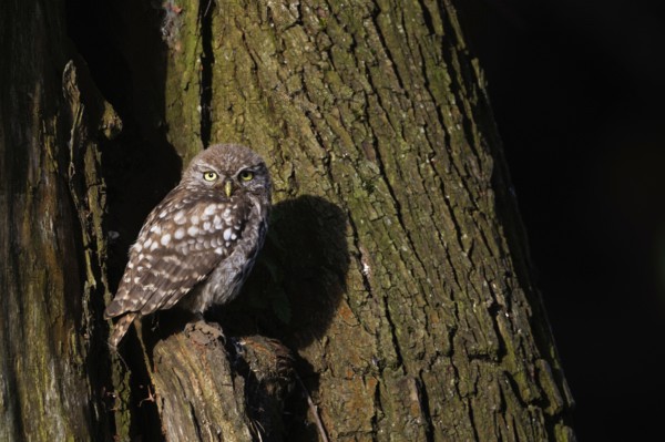 Camera view... Little owl (Athene noctua), young owl sitting in front of the entrance to its breeding den in an old pasture in the Lower Rhine, North Rhine-Westphalia in the sunlight, looking directly into the camera, native birdlife, wildlife, nature, wildlife, Germany