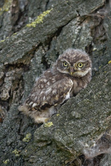 Young owl... Little owl (Athene noctua), not yet fledged owlet sits, perches in the bark of a tree, hides there, relies on its camouflage, waits to fledge soon, native birdlife, wildlife, nature, wildlife, Lower Rhine, North Rhine-Westphalia, Germany, Western Europe