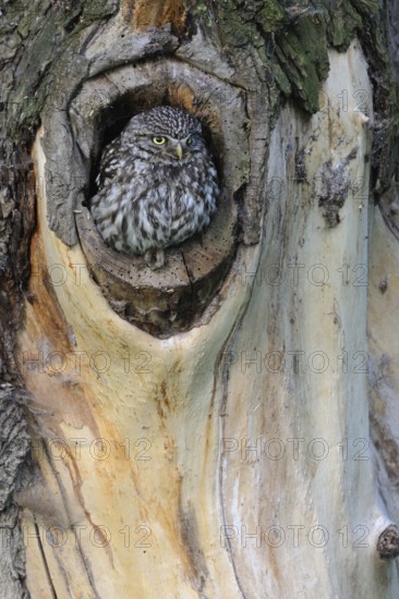 Natural habitat... Little owl (Athene noctua), owl, small owl, adult bird, sits in the entrance of its breeding den in an old pollard tree, native bird world, animal world, nature, wildlife, Lower Rhine, North Rhine-Westphalia, Germany, Western Europe