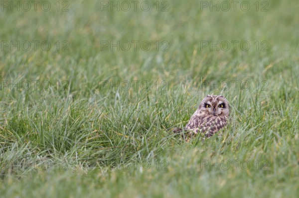 Hidden in the grass... Short-eared owl (Asio flammeus) resting in a meadow over the midday hours, endangered, highly endangered native owl, rare guest in North Rhine-Westphalia, native birdlife, wildlife, nature, wildlife, Lower Rhine, North Rhine-Westphalia, Germany, Western Europe