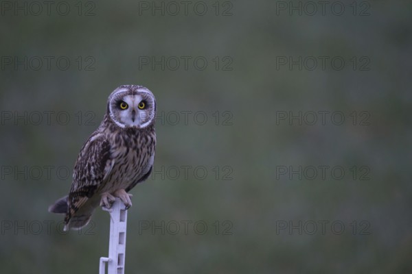 Eye to eye... Short-eared owl (Asio flammeus) hunts at dusk, also as a stalker, here on the mobile fence post of a sheep pasture, direct eye contact, impressive, very beautiful native owl, owl species, native birdlife, wildlife, nature, wildlife, Lower Rhine, North Rhine-Westphalia, Germany, Western Europe