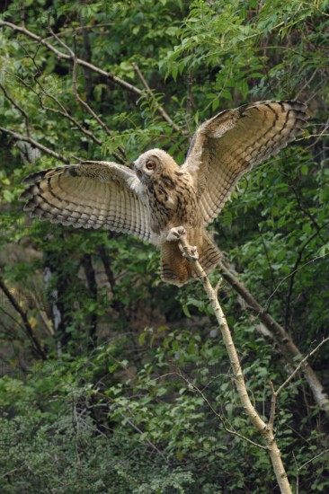 Balancing act... European Eagle Owl (Bubo bubo), young owl, branchling at the first flight exercises, seeks with wide open wings support and balance on the top of a dry birch, funny picture, series animal children, native bird world, animal world, nature, wildlife, Lower Rhine, North Rhine-Westphalia, Germany, Western Europe