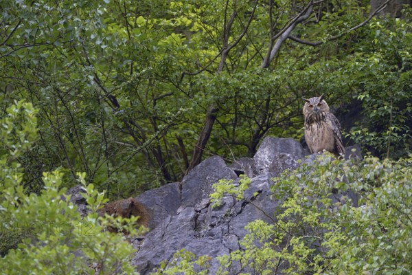 High up on the rocks... European eagle owl (Bubo bubo), owl sitting in an old quarry between trees, looking down attentively with an alert gaze, eagle owls are crepuscular and nocturnal, they usually spend the day resting, native birdlife, wildlife, nature, wildlife, Lower Rhine, North Rhine-Westphalia, Germany, Western Europe