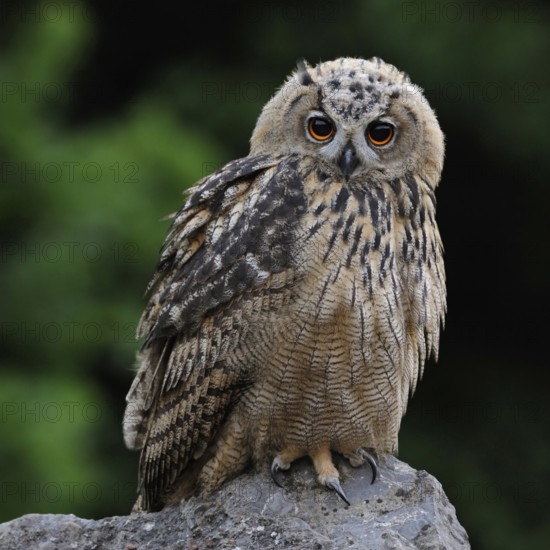 Trustful look... European eagle owl (Bubo bubo), young, almost fully grown eagle owl, young bird, owl, sitting on a stone, looking into the camera, funny look, cute picture, native bird world, animal world, nature, wildlife, North Rhine-Westphalia, Germany, Western Europe