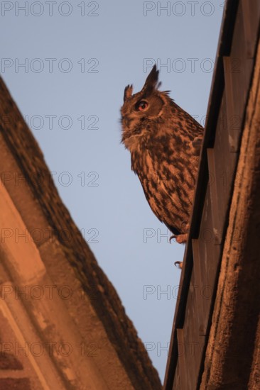 Late light... European Eagle Owl (Bubo bubo), adult bird at sunset on the roof of a church, crepuscular and nocturnal native owl, now also lives as a cultural successor despite its size often unnoticed in many cities, native birdlife, wildlife, nature, wildlife, Lower Rhine, North Rhine-Westphalia, Germany, Western Europe