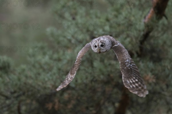 On silent wings... Tawny owl (Strix aluco) in silent flight, flying owl at the edge of a pine forest, frontal shot of a hunting owl, frontal shot, starts hunting flight, rare light top view, native birds, animals, nature, wildlife, Germany