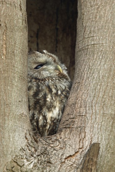 In its tree hollow... Tawny owl (Strix aluco), nocturnal owl, sits during the day in a natural cave, in a hiding place, daytime hiding place, perfectly camouflaged, looks up to see if there is any danger, native birds, animals, nature, wildlife, Lower Rhine, North Rhine-Westphalia, Germany, Western Europe