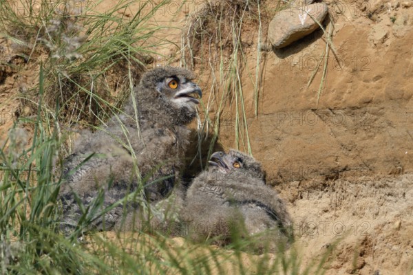 Summer heat... European eagle owl (Bubo bubo), young birds not yet fledged, nestlings seek shelter in a hollow behind a few grasses during the day, panting to cool themselves, native birdlife, wildlife, nature, wildlife, Lower Rhine, North Rhine-Westphalia, Germany, Western Europe