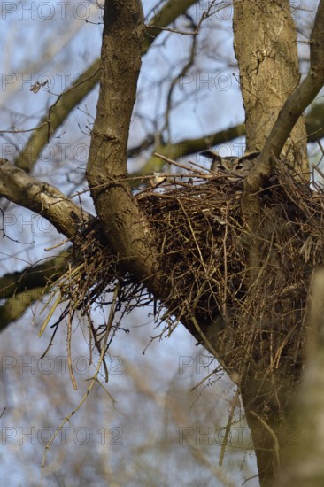 In the hawk's nest... European eagle owl (Bubo bubo) nests, breeds in former raptor nest, eagle owl adult bird just looking over the edge of the nest, native birds, wildlife, nature, wildlife, Lower Rhine, North Rhine-Westphalia, Germany, Western Europe