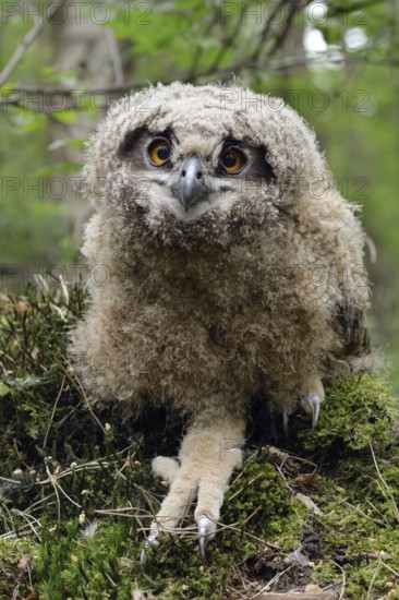 On the ground... European eagle owl (Bubo bubo), young bird, young owl, not yet fledged branchling after jumping out of the nest, is still cared for by adult birds, native bird world, wildlife, nature, wildlife, Lower Rhine, North Rhine-Westphalia, Germany, Western Europe