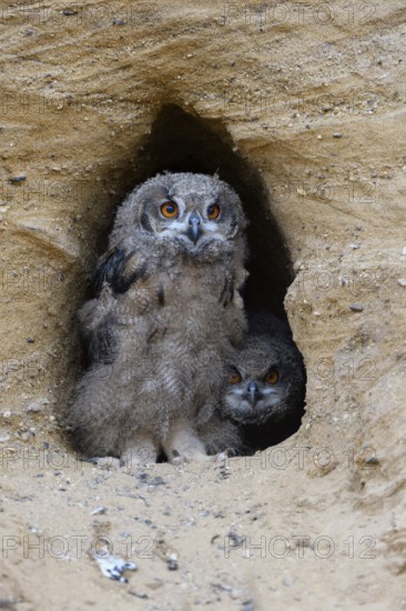 Control view... European eagle owl (Bubo bubo), two young birds, young owls sitting in the entrance to their breeding den, watching with big eyes what is happening, funny picture, series animal children, native bird world, animal world, nature, wildlife, Lower Rhine, North Rhine-Westphalia, Germany, Western Europe