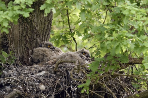 Walduhus... European eagle owl (Bubo bubo), eagle owl nest with four young birds on an old oak tree, former hawk nest, native birdlife, wildlife, nature, wildlife, North Rhine-Westphalia, Germany, Western Europe