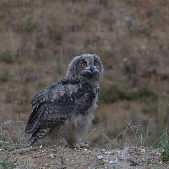 On the move... European eagle owl (Bubo bubo), young owl, branchling stands on a small hill in a sand pit and looks around a little uncertainly, exploring its habitat, Lower Rhine, North Rhine-Westphalia, Germany, Western Europe