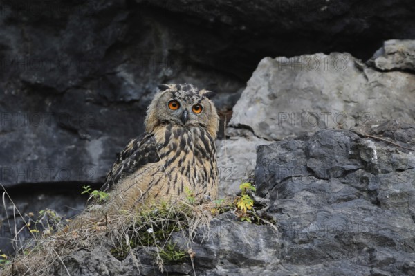 In the rock face... European eagle owl (Bubo bubo), young owl sits relaxed in a rock face, attentively observing what is happening around him, the fiery red eyes of the eagle owl light up in the late light, native birdlife, wildlife, nature, wildlife, Lower Rhine, North Rhine-Westphalia, Germany, Western Europe