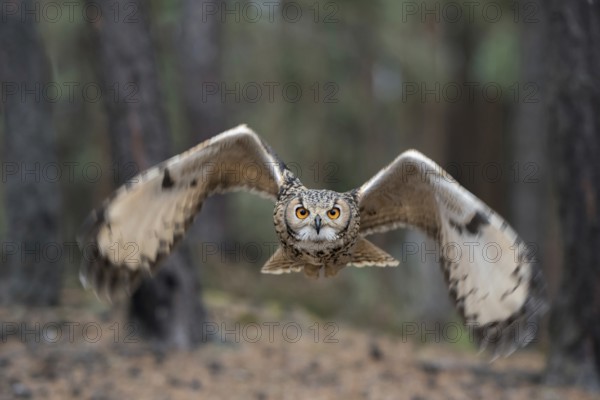 Eye to eye... Bengal Eagle Owl (Bubo bengalensis), eagle owl flies head-on towards the camera, owl in flight, detailed, action-packed shot, the blurred wingtips in motion bring dynamics into the picture, while the direct view is sharp and clear