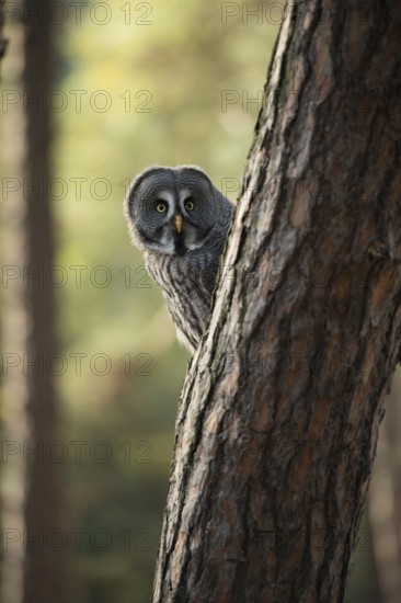 Who's looking... Bearded owl (Strix nebulosa), owl looks curiously interested from behind a tree trunk, the black plumage below the beak looks like a beard, which gave the bearded owl its name, funny animal pictures, humour