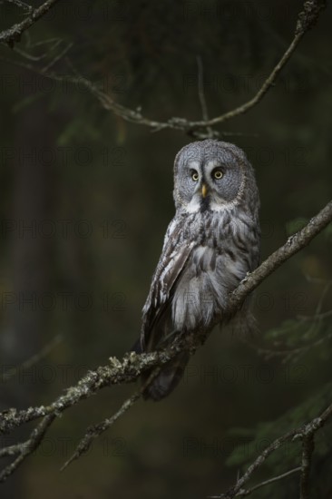 Watchful... Bearded owl (Strix uralensis), the largest owl species in Scandinavia, perched in a tree at the edge of a dark forest, Finland, Sweden