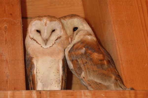 Nestled together... Barn owl (Tyto alba), two young barn owls sitting close together in the wooden roof truss of a church tower, in which a nesting aid was installed for the owls during the last renovation, native birdlife, wildlife, nature, wildlife, Lower Rhine, North Rhine-Westphalia, Germany, Western Europe