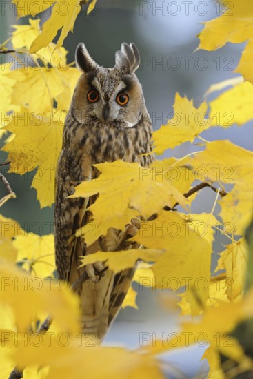 Eye contact... Long-eared owl (Asio otus), owl in its roosting tree amidst golden-yellow coloured leaves, in the maple, colourful, autumnal picture, native birds, animals, nature, wildlife, Lower Rhine, North Rhine-Westphalia, Germany, Western Europe