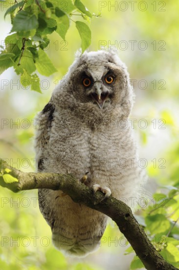 Just fledged... Long-eared owl (Asio otus), young owl, owls in moult, sitting in a tree, in a freshly cut birch, looking down, calling, funny picture, native birds, animals, nature, wildlife, Lower Rhine, North Rhine-Westphalia, Germany, Western Europe