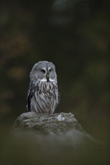 Mystical... Bearded owl (Strix nebulosa) perches on a rock at dusk, characteristic owl species, distribution area northern Scandinavia, Russia, North America, native birdlife, wildlife, nature, wildlife