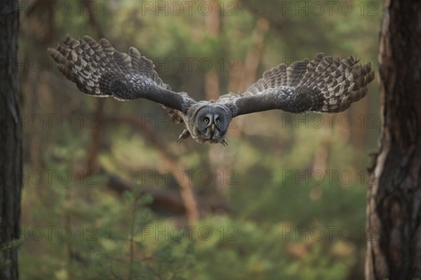 Skilful flyer... Bearded owl (Strix nebulosa) flying silently through the forest, on a prey flight, large wingspan, frontal view, largest owl species in Scandinavia, Finland, Sweden