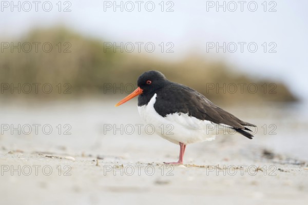 Character bird in the Wadden Sea... Oystercatcher (Haematopus ostralegus), limicole, wading bird, on the German North Sea coast, very conspicuous wading bird due to its massive, bright orange bill, native birds, animals, nature, North Sea coast, Lower Saxony, Germany