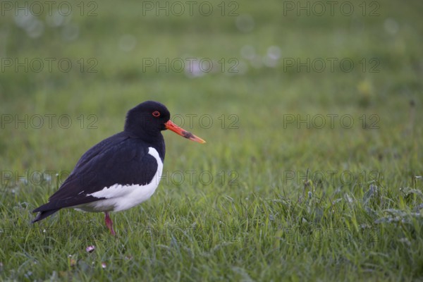 Early in the morning... Oystercatcher (Haematopus ostralegus), limicole, wading bird, foraging in a meadow, conspicuous native wading bird, meadow limicole, native to inland and coastal areas, characteristic strong red-orange beak, red eye, also called Hallig stork, native birds, animals, nature, Lower Saxony, Germany