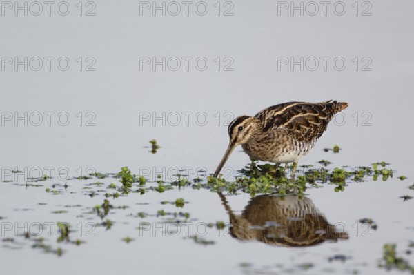 Bird of the year 2013... Snipe (Gallinago gallinago), rare limicole, wading bird with conspicuous long pointed bill, native birds, animals, nature, Rieselfelder, Münsterland, North Rhine-Westphalia, Germany, Western Europe