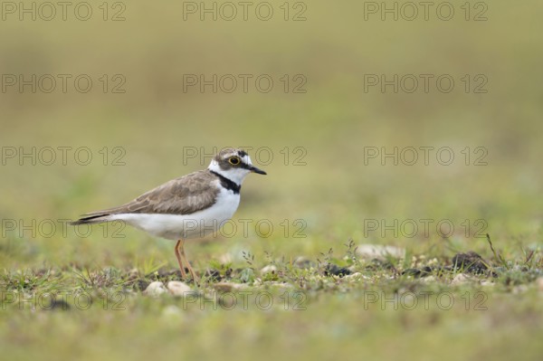 Gravel bank habitat... Little Ringed Plover (Charadrius dubius), small native limicole, wading bird, found both on the coast and inland, widespread, native birds, animals, nature, Lower Rhine, North Rhine-Westphalia, Germany, Western Europe