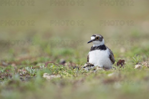 Old bird with offspring... Little Ringed Plover (Charadrius dubius) on a gravel bank, courting, warming, hiding young under its feathers, native birds, animals, nature, Lower Rhine, North Rhine-Westphalia, Germany, Western Europe