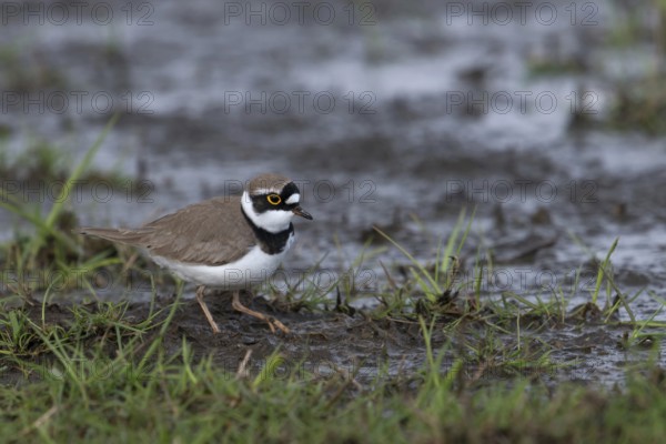 On wet meadows... Little Ringed Plover (Charadrius dubius) on a wet meadow, wetland, in breeding plumage, summer plumage, foraging, smaller limicole, wading bird, inland, Lower Saxony, Germany, Western Europe, native birds, animals, nature