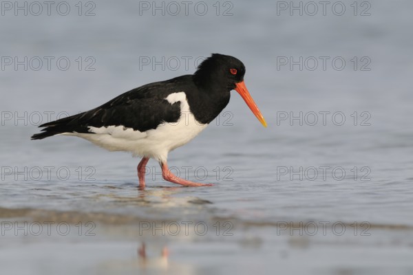 In search of food... Oystercatcher (Haematopus ostralegus), limicole, wading bird, runs along the edge of the Wadden Sea, typical coastal bird, but also found inland, belongs to the meadow limicoles, waders, native birds, animals, nature, Schleswig-Holstein, Germany