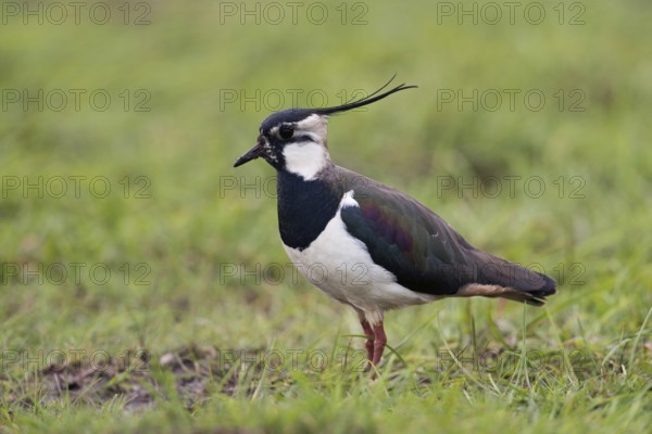 Long feathered cap... Lapwing (Vanellus vanellus), male bird in breeding plumage with distinctive headdress on a wet meadow, in typical habitat, native birds, animals, nature, Lower Rhine, North Rhine-Westphalia, Germany, Western Europe