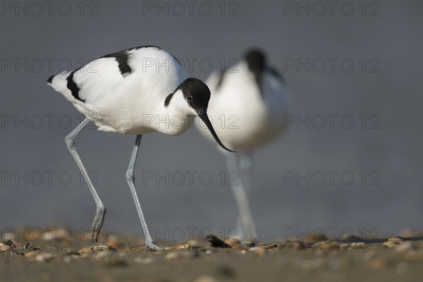 Travelling on long legs... Avocet (Recurvirostra avosetta), unmistakable black and white wading bird with upturned sabre-like bill foraging in the Wadden Sea, native birds, animals, nature, Wadden Sea, Lower Saxony, Germany