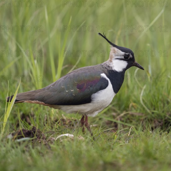 Short crested... Lapwing (Vanellus vanellus), well-known meadow limicole, wading bird that also breeds inland, female with short decorative feathers on the head, native birds, animals, nature, Lower Rhine, North Rhine-Westphalia, Germany, Western Europe