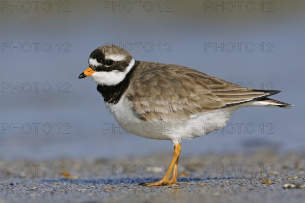 During the breeding season... Ringed Plover (Charadrius hiaticula) in beautiful plumage, breeding plumage on the North Sea coast, native wader on the coast and inland, native birds, animals, nature, Heligoland, Schleswig-Holstein, Germany, Western Europe