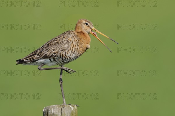 This far and no further... Black-tailed godwit (Limosa limosa) stands exposed on a fence post and warns, probably has its nest nearby, native birds, animals, nature, North Holland, Netherlands, Western Europe
