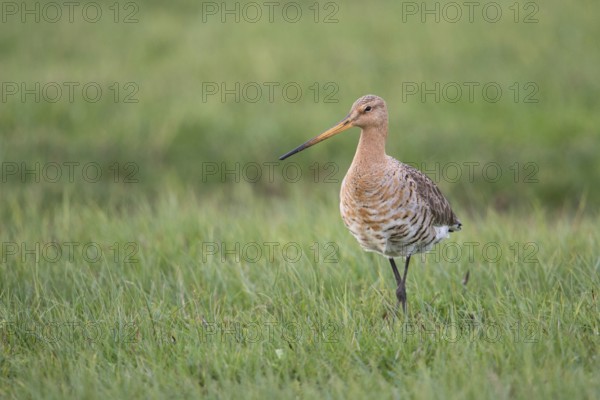 In breeding plumage... Black-tailed godwit (Limosa limosa), adult bird foraging in a wet and damp meadow inland, native birds, animals, nature, Lower Rhine, North Rhine-Westphalia, Germany, Western Europe