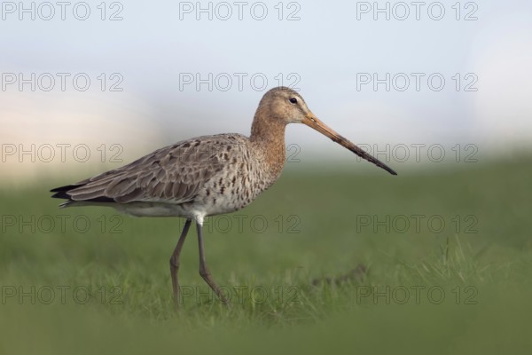 In search of food... Black-tailed godwit (Limosa limosa) on an extensive, wet meadow, typical meadow limosa, inland wader, long beak dirty from poking around in the loose soil, very detailed picture, native birds, animals, nature, North Holland, Netherlands, Western Europe