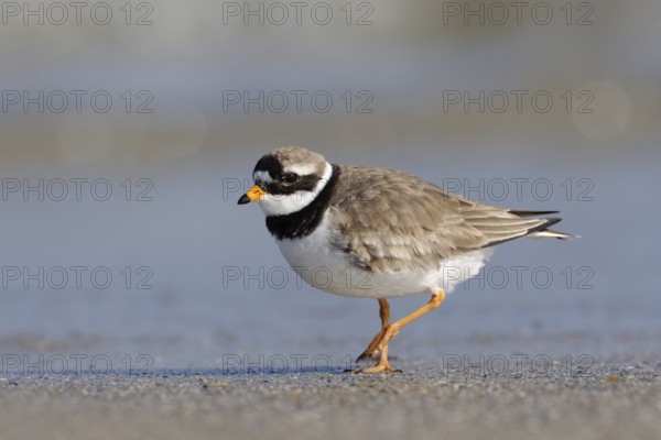 On the beach of Heligoland... Ringed Plover (Charadrius hiaticula) walking along the North Sea tide line in search of food, wildlife, native birds, animals, nature, Schleswig-Holstein, Germany, Western Europe