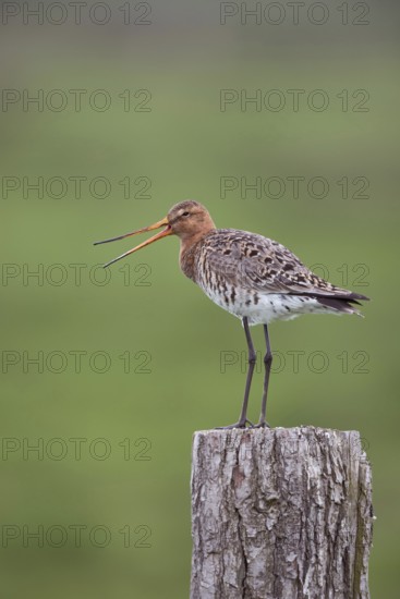 The call... Black-tailed godwit (Limosa limosa), well-known meadow limosa, sitting, standing on a fence post, calling with wide-open beak, territorial defence, warning call for offspring, native birds, animals, nature, North Holland, Netherlands, Western Europe