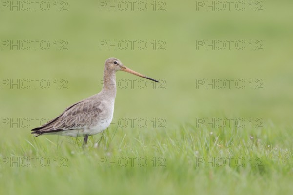One of our most beautiful meadow birds ... Black-tailed godwit (Limosa limosa) in early spring on a wet, extensive meadow, long-legged godwit with characteristic long beak, highly endangered meadow limosa, native birds, animals, nature, Lower Saxony, Germany, Western Europe